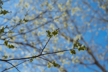 Young leaves on the branches of trees in the city park on a sunny spring afternoon in Dallas