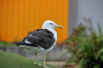 Pacific Gull on the dock