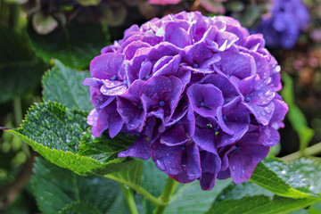 Obraz premium Vivid purple hydrangea after rain
