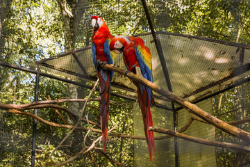 Species of the bird park in Foz do Iguacu Brazil, araracanga or macaw red © Antonello 