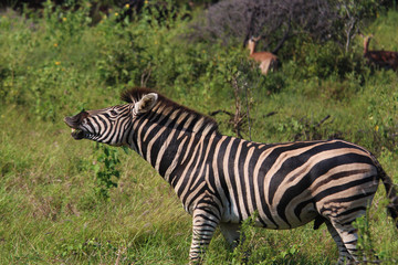 Fototapeta na wymiar Wild Zebra on South Africa Safari