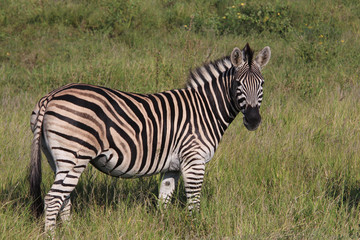 Fototapeta na wymiar Wild Zebra on South Africa Safari