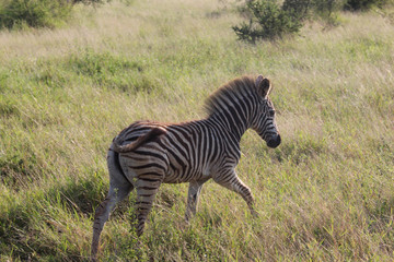 Wild Zebra on South Africa Safari