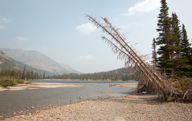 Dead tree leaning over Upper Two Medicines Lake near Sinopah Mountain in Glacier National Park during the 2017 fall forest fires in Montana United States