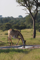 Wild Giraffes on South Africa Safari