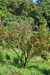 Orange trees growing in an orchard     
