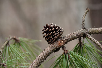 pine tree branch with pine cones