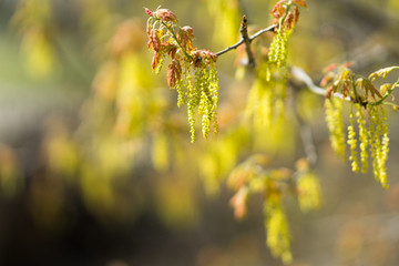 Young leaves and buds on a tree branch in the city park on a sunny spring afternoon in Dallas
