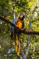 Species of the bird park in Foz do Iguacu Brazil, ararauna