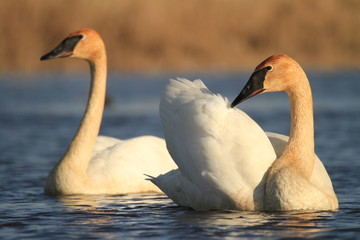 Trumpeter swan pair