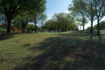 Fototapeta na wymiar Trees and grass in the city park on a sunny spring morning in Dallas