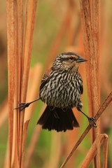 female red winged blackbird
