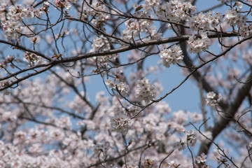 japanese cherry "sakura" blossom
