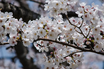 Fototapeta premium japanese cherry 