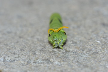 The larva of a butterfly