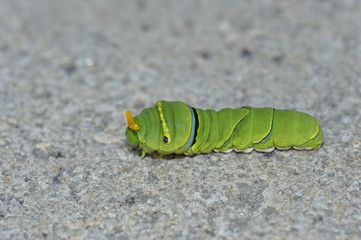 The larva of a butterfly
