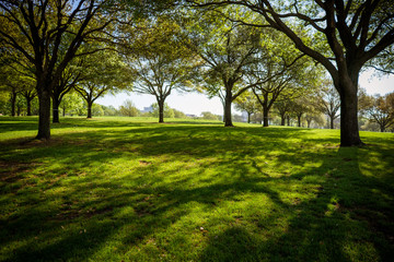 Trees and grass in the city park on a sunny spring morning in Dallas