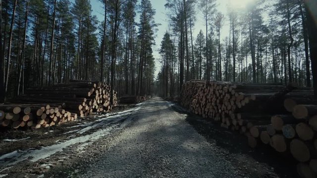 Pine logs forest boards lumberjack feller loggers work forest road