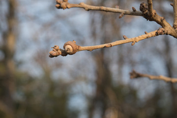 With a bokeh background, this acorn on a tree branch is shown in detail.