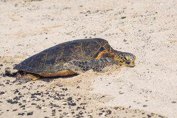 Green Sea Turtle on Beach
