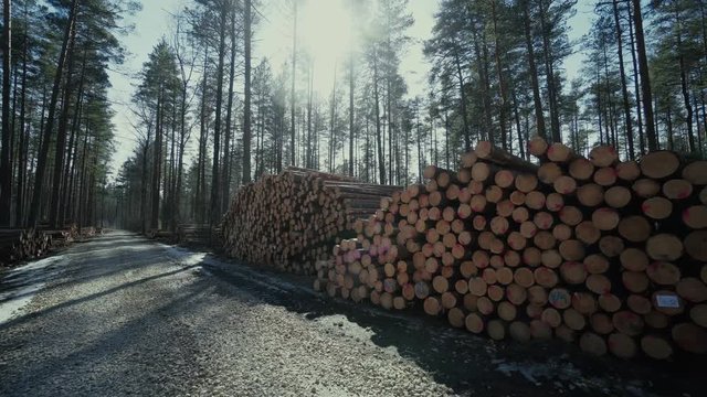 Pine logs forest boards lumberjack feller loggers work forest road