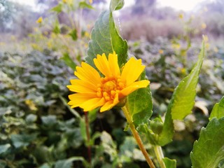 Yellow flower