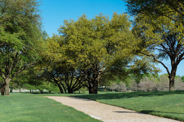 A path among the trees in the city park on a sunny spring morning in Dallas