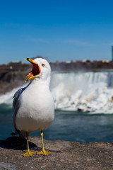 Yawning seagull on a sunny day at Niagara Falls