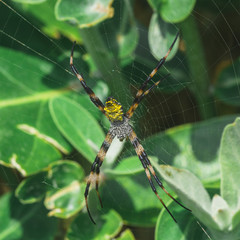 Yellow Hawaiian Garden Spider