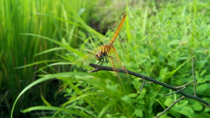 Dragonfly