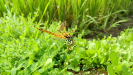 Dragonfly