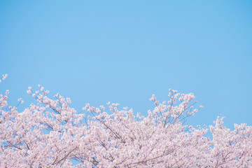 桜・青空