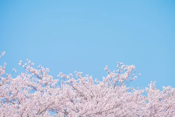 Möbelaufkleber 桜・青空 © naka