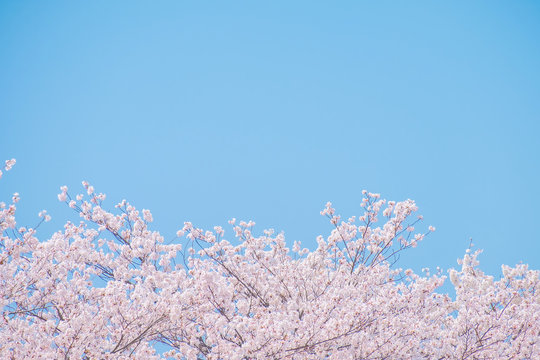 桜・青空