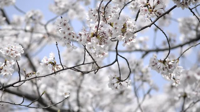 満開の桜の枝先