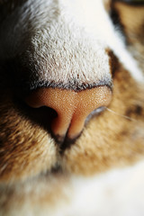 Close-up of a cat nose