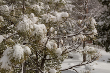 Winter Wonderland California Mountains