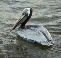Pelican gets side profile while floating in the bay at sunset