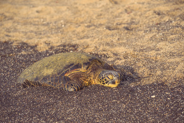 Sleepy Green Turtle on Beach