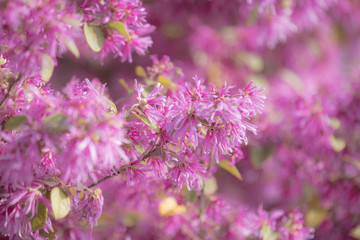 花, 自然, 紫, 花, 植える, とぶ, ピンク, 庭, 全盛期, 緑, フローラル, 咲く, サマータイム, マクロ, 美しさ, ウィルト, ライラック, 植物, ハナバチ, ヒース, スミレ, すごい, ナチュラル, アップ