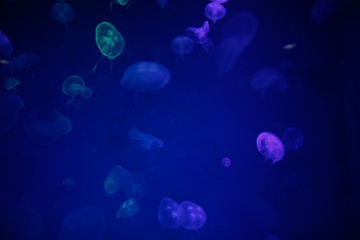 Obraz na płótnie Canvas Group of translucent jellyfish.