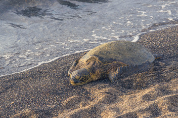 Obraz premium Sleeping Green Sea Turtle on the Beach