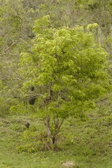 Delicious Colombian cuisine, sweet and of excellent flavor