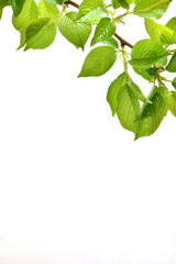 Green leaves on a white background


