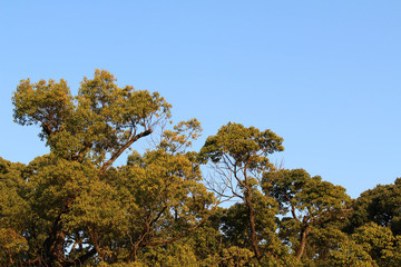 The trees around Meiji Jingu, which located in a forest in the middle of city center