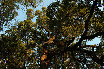 The trees around Meiji Jingu, which located in a forest in the middle of city center
