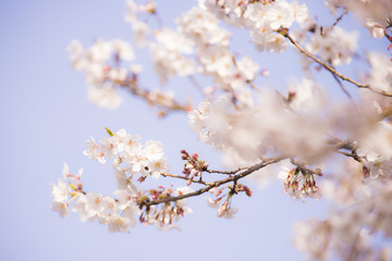 木, とぶ, 全盛期, 花, サクランボ, ブランチ, 自然, 空, 白, sakura, 花, ピンク, 咲く, すごい, 青, 植える, 美しさ, 全盛期, 季節, 庭, つぼみ, 日本, フローラル, 4月