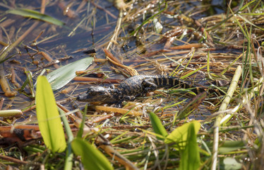 baby alligator hatchling has mother nearby