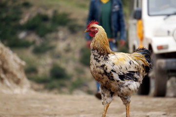 A motley chicken walks along a rural road in the background of a car.