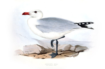 Naklejka premium Illustration of a bird